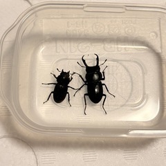 コクワガタ ペア の画像