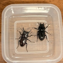 コクワガタ ペア の画像