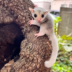 ♂人気のプラチナモザイク　オス　6月脱嚢　
