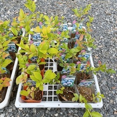 【植物】ブルーベリー苗 6株セットの画像
