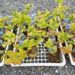 【植物】ブルーベリー苗 6株セットの画像