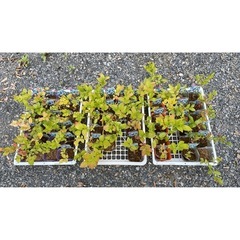 【植物】ブルーベリー苗 6株セットの画像