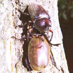 カブトムシの画像