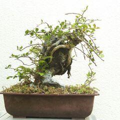 石付きハリツルマサキの画像