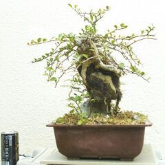 石付きハリツルマサキの画像