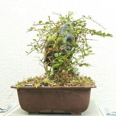 石付きハリツルマサキの画像