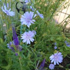 (お取り置き中)チコリ  花★苗★ガーデニング★宿根草の画像