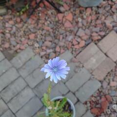 (お取り置き中)チコリ  花★苗★ガーデニング★宿根草の画像