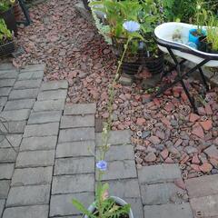 (お取り置き中)チコリ  花★苗★ガーデニング★宿根草の画像