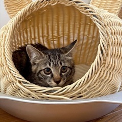 子猫祭りのねこねこランド保護猫譲渡会　キジトラ，ハチワレ子猫たく...