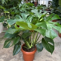 モンステラ8号鉢 新古品の画像