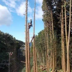 樹木伐採　格安で承ります。まずは相談無料でどうぞ
