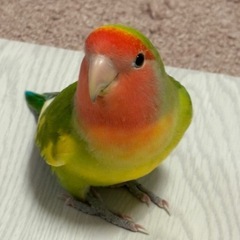 コザクラインコ　里親募集