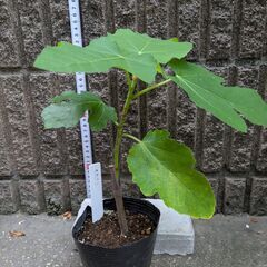 イチジク くろみつ 苗木