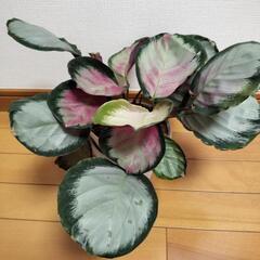観葉植物　カラテア　ロゼオピクタロージー等の画像