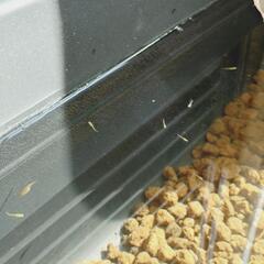 オリジナルメダカ　F1　稚魚　の画像