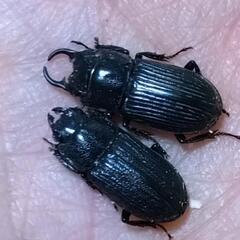 【7/13 採集④】※珍品 ネブトクワガタ ♂♂♀ ３匹の画像