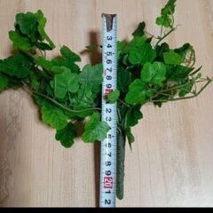フェイクグリーン　観葉植物　造花　アイビーの画像