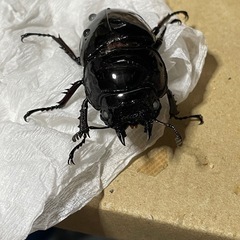 赤レギウス白目　1ペアの画像