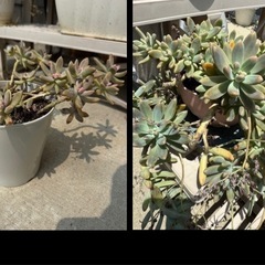 可愛い🩷多肉植物、沢山5鉢分の画像