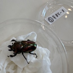 ニジイロクワガタ♂♀ペア
の画像