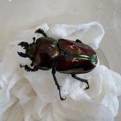 ニジイロクワガタ♂♀ペア
の画像