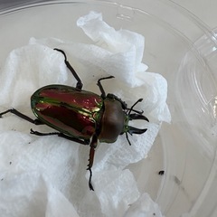 ニジイロクワガタ♂♀ペア
の画像