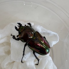 ニジイロクワガタ♂♀ペア
の画像