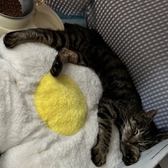 ななちゃんの飼い主様を募集しています