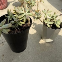 可愛い🩷多肉植物、沢山5鉢分の画像