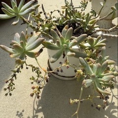 可愛い🩷多肉植物、沢山5鉢分の画像