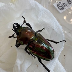 ニジイロクワガタ♂♀ペア
の画像