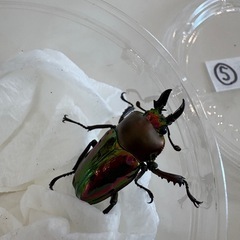 ニジイロクワガタ♂♀ペア
の画像