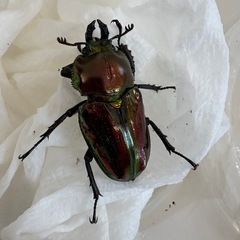 ニジイロクワガタ♂♀ペア
の画像