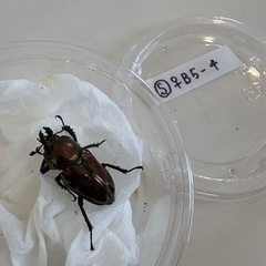 ニジイロクワガタ♂♀ペア
の画像