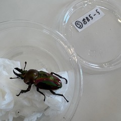 ニジイロクワガタ♂♀ペアの画像