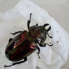 ニジイロクワガタ♂♀ペアの画像