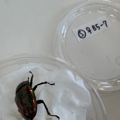 ニジイロクワガタ♂♀ペアの画像