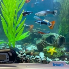 鑑賞魚グッピー オスメスランダム 