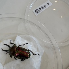 ニジイロクワガタ♂♀ペアの画像