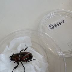 ニジイロクワガタ♂♀ペアの画像