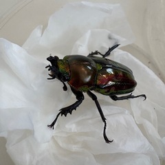 ニジイロクワガタ♂♀ペアの画像