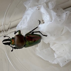 ニジイロクワガタ♂♀ペアの画像