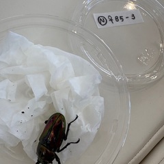 ニジイロクワガタ♂♀ペアの画像