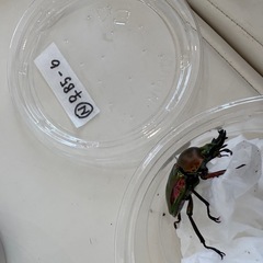 ニジイロクワガタ♂♀ペアの画像