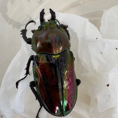 ニジイロクワガタ♂♀ペアの画像