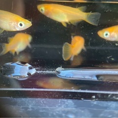 美品メダカ　楊貴妃ダルマショート稚魚5匹または卵　の画像