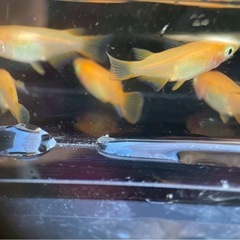 美品メダカ　楊貴妃ダルマショート稚魚5匹または卵　の画像