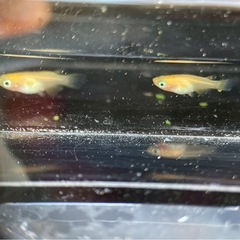美品メダカ　楊貴妃ダルマショート稚魚5匹または卵　の画像