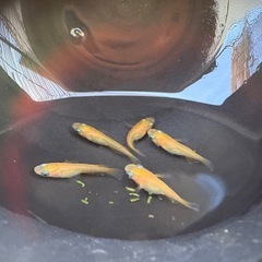 美品メダカ　楊貴妃ダルマショート稚魚5匹または卵　の画像